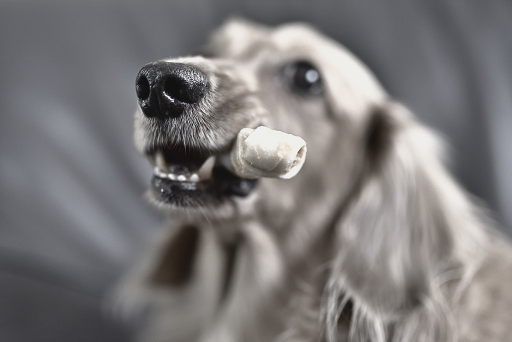 日曜日はダックス
