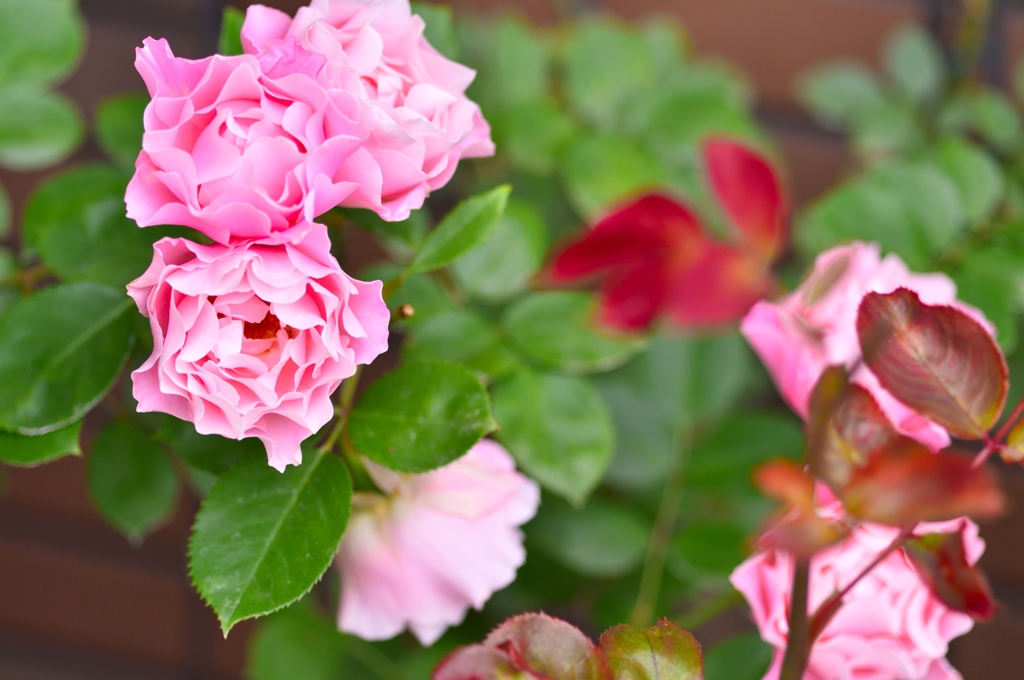 三変化するバラ