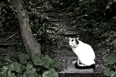 ようこそ、猫屋敷へ