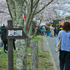 桜祭り 1