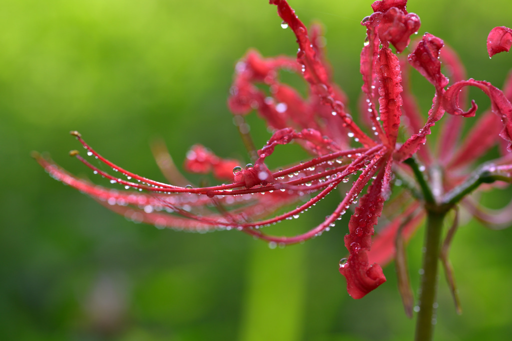 彼岸花でF値を検証①