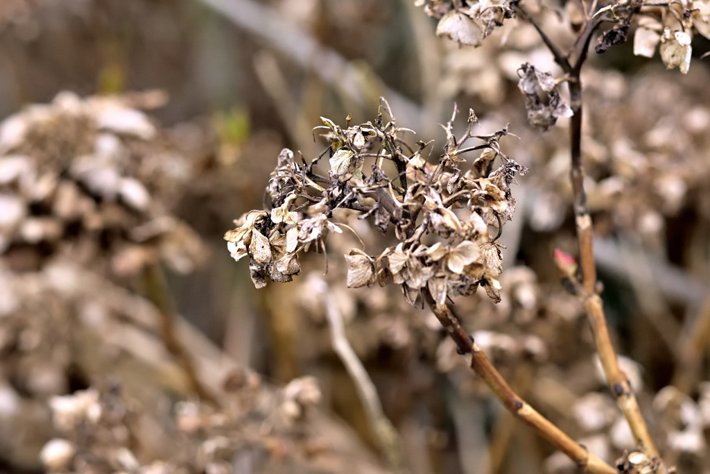 枯れ紫陽花