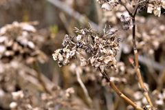 枯れ紫陽花