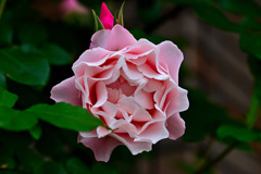 My rose 11