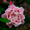 My rose 11