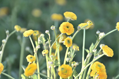 陽光に映える花金鳳花