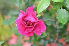 プラリーヌルージュ 