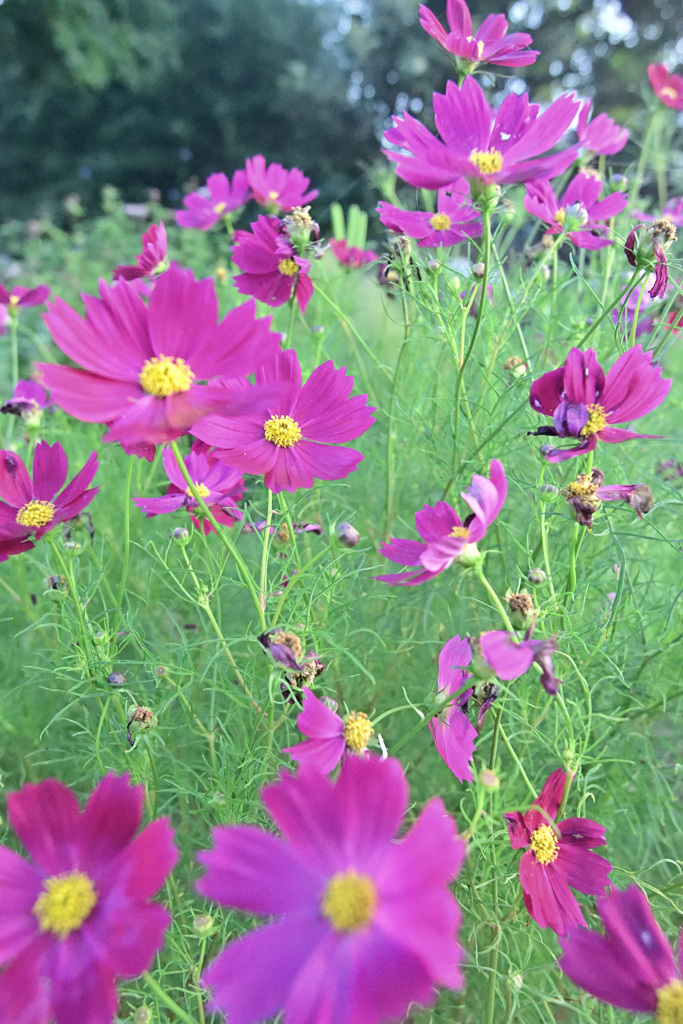 活気付く秋桜