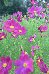 活気付く秋桜