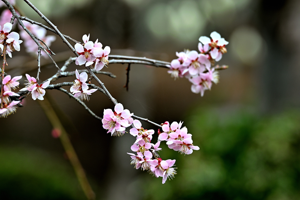 Spring has come! ⑤