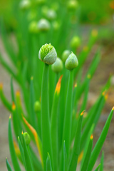 散歩道をコンプリート 28