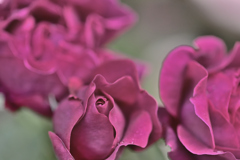 お蔵入りに光りを