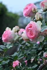 My rose 33