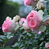 My rose 33