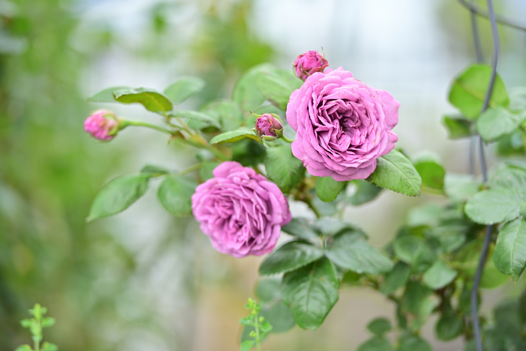 今年を振り返る、6月 