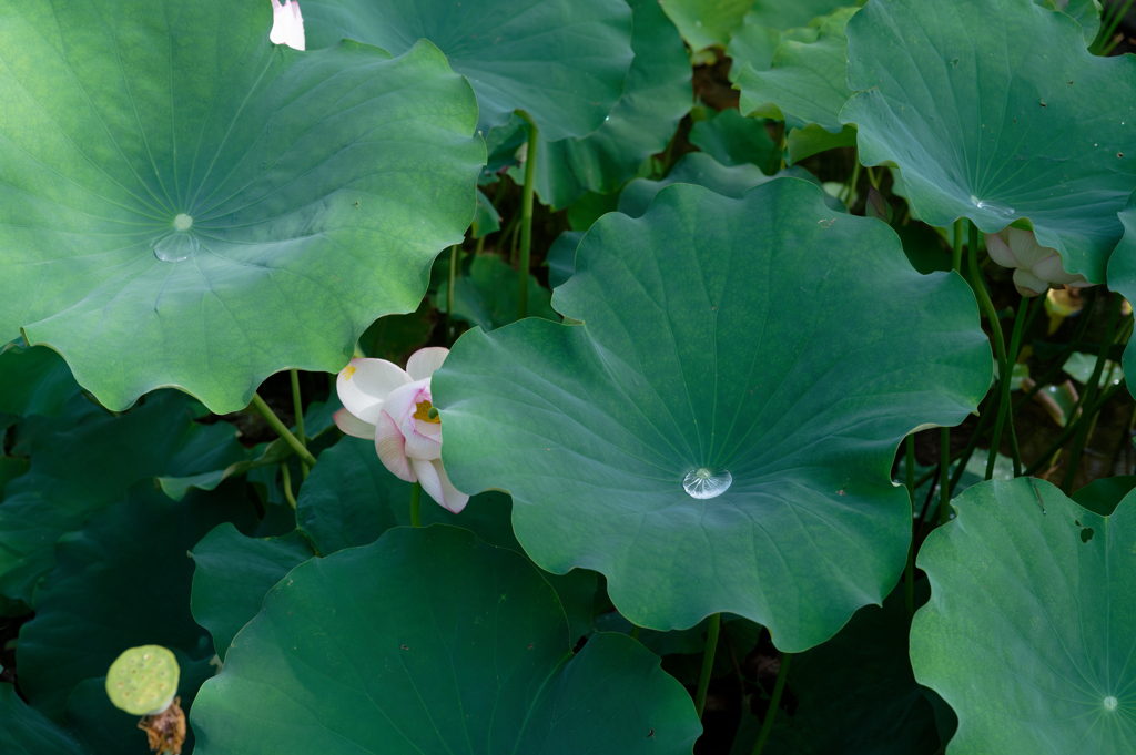 雨上がりの蓮