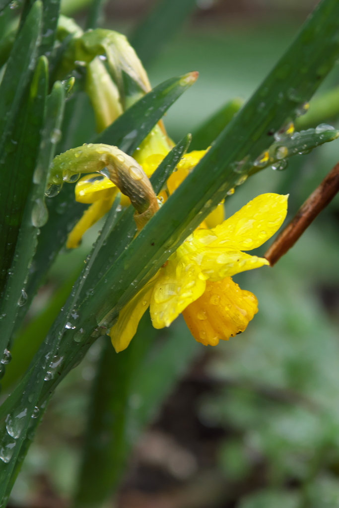 雨に濡れても凜として