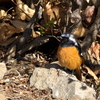 ジョウビタキ