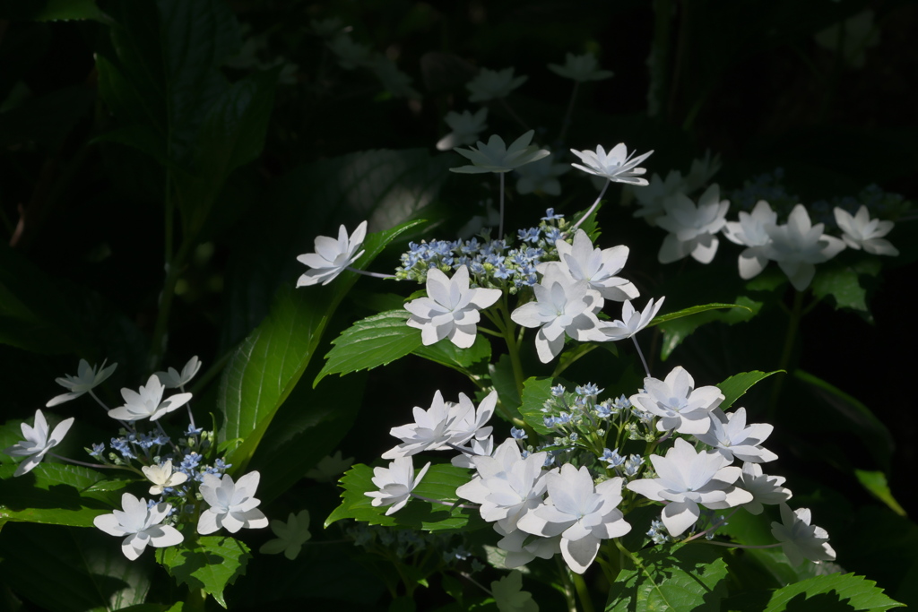 紫陽花ｰ2