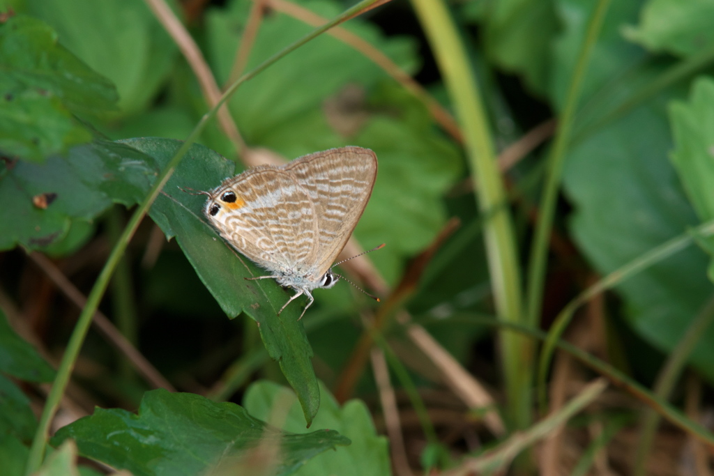ウラナミシジミ