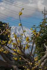 蝋梅＆富士山