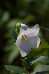 桔梗 白花