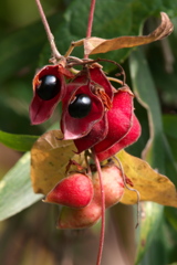 タンキリマメ タンキリマメ