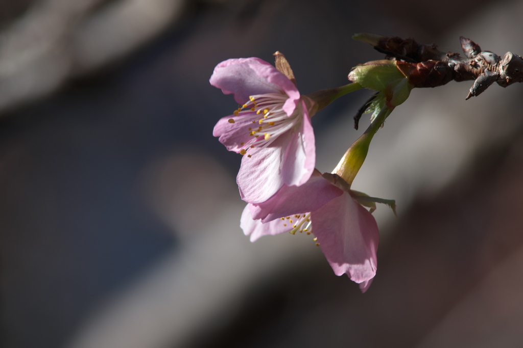 河津桜