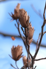 ユリノキの翼果