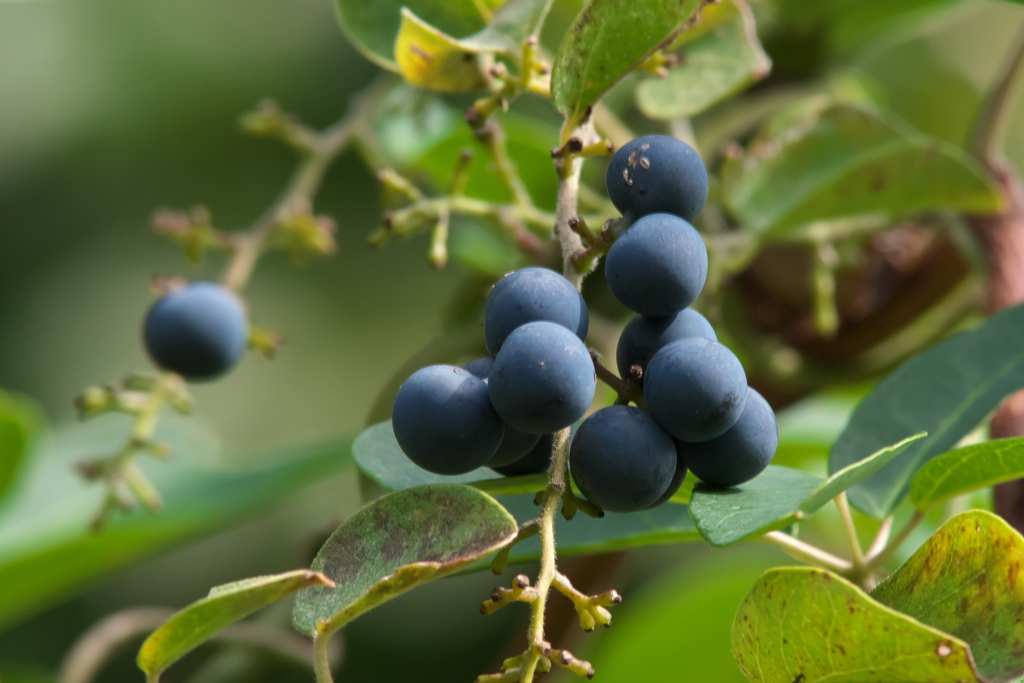 アオツヅラフジ