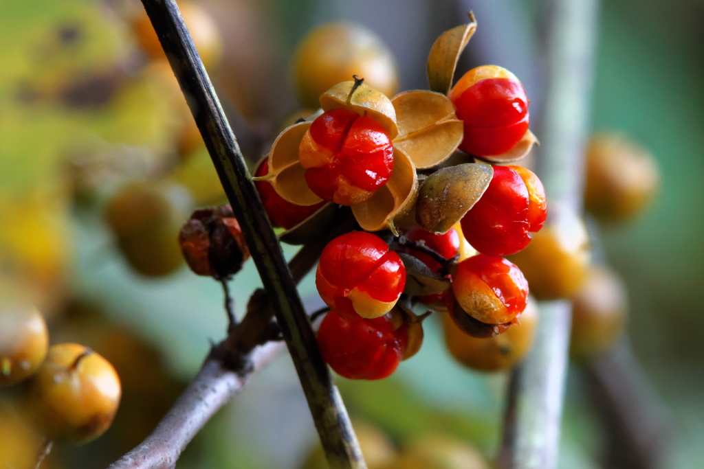 ツルウメモドキ