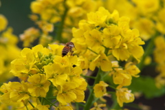 菜の花ハッチ