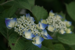 紫陽花ｰ4