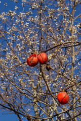 柿＆ナンキンハゼ