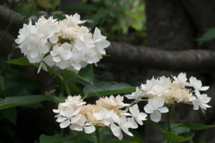山紫陽花？