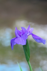 カキツバタ