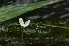 オオカナダモの花