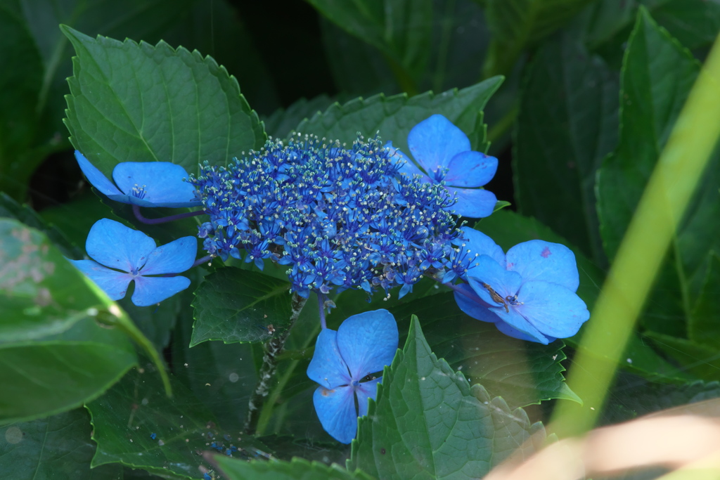 まだ元気な紫陽花