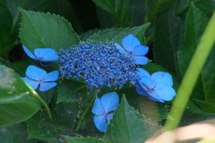 まだ元気な紫陽花