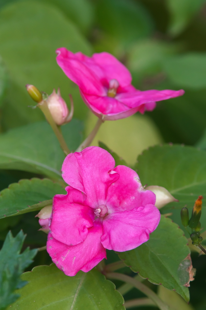 インパチェンス