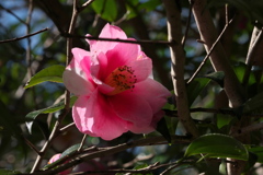 椿
