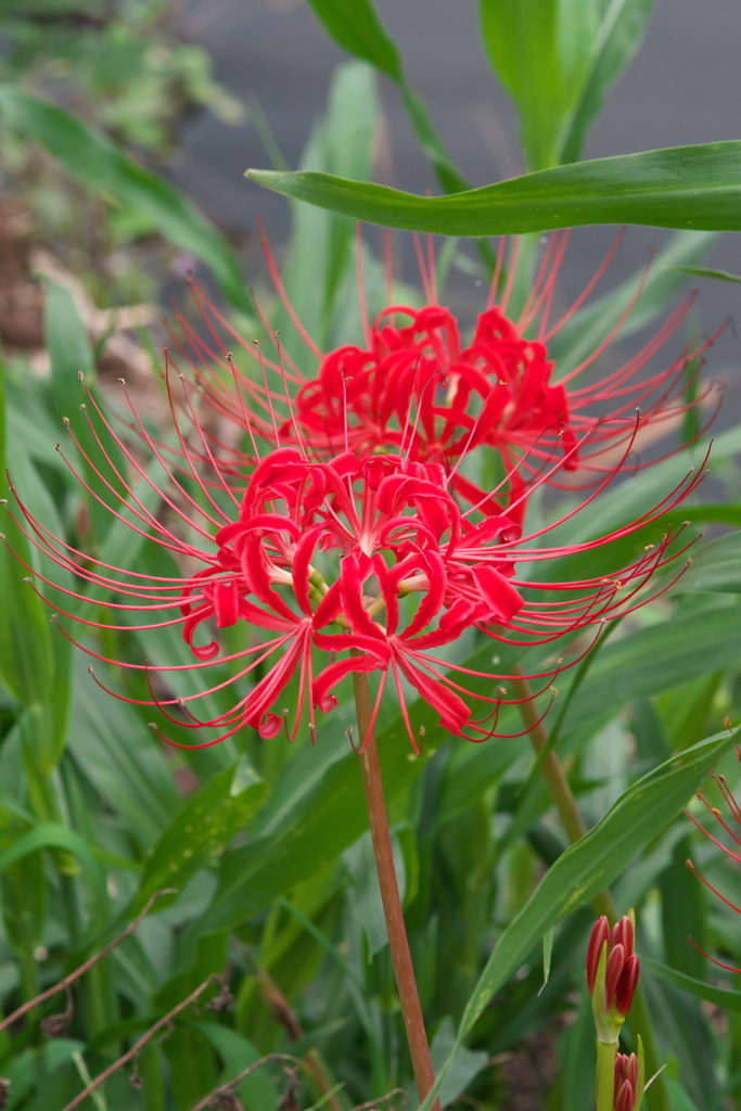 彼岸花