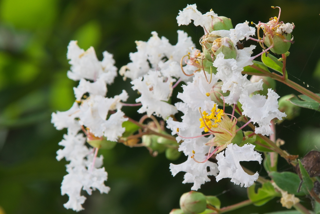 サルスベリ白花