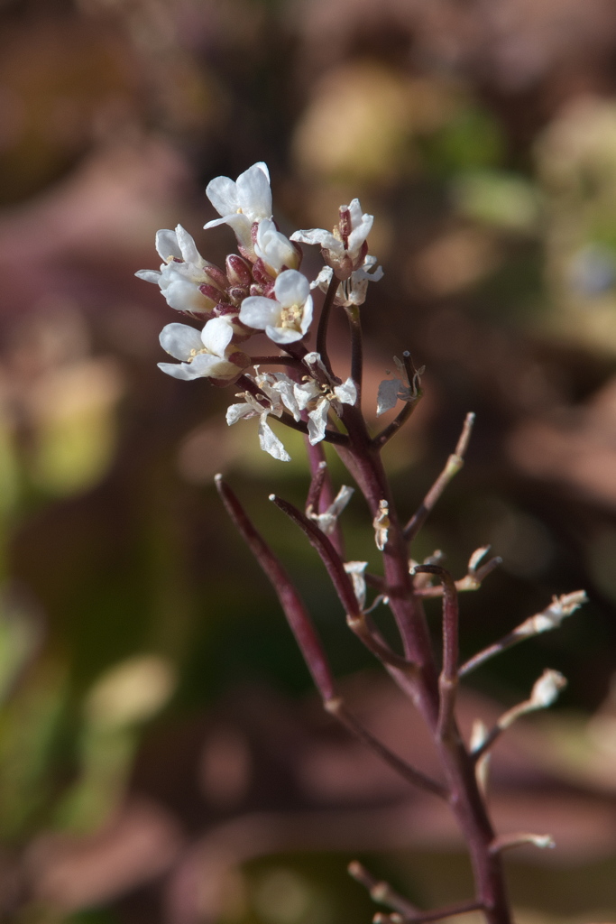 ミチタネツケバナ