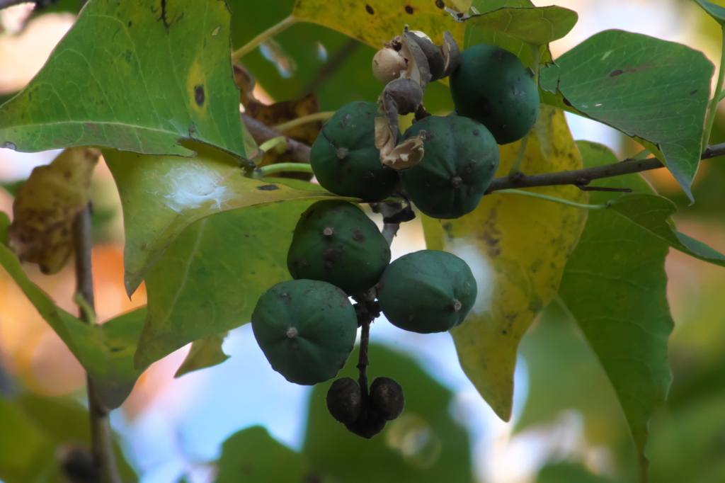 ナンキンハゼの実