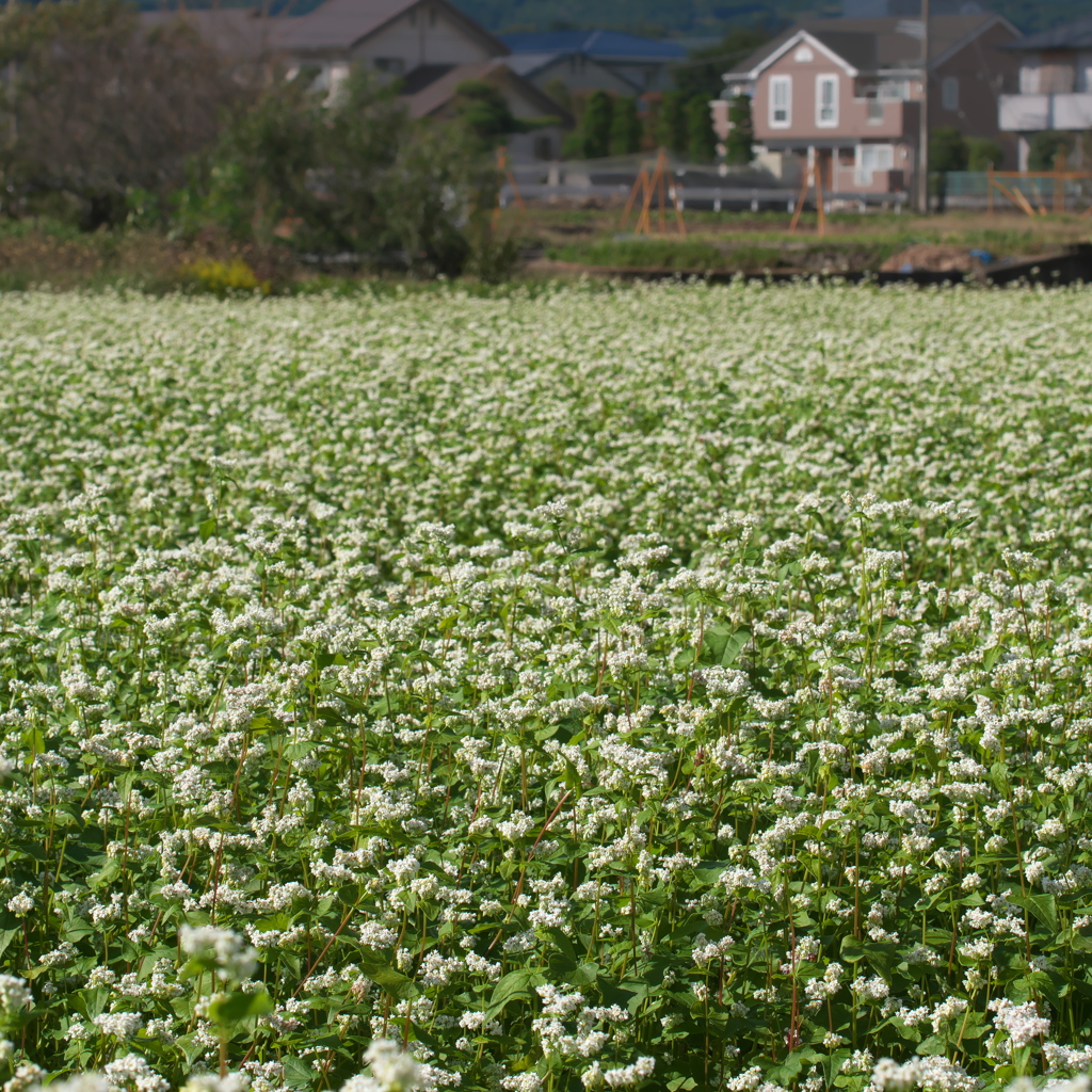蕎麦畑