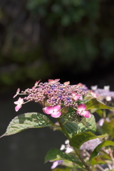 紫陽花（2）