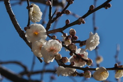 ふくよかな白梅