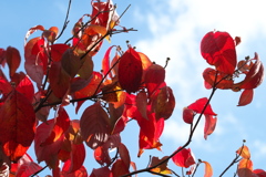 ハナミズキ紅葉