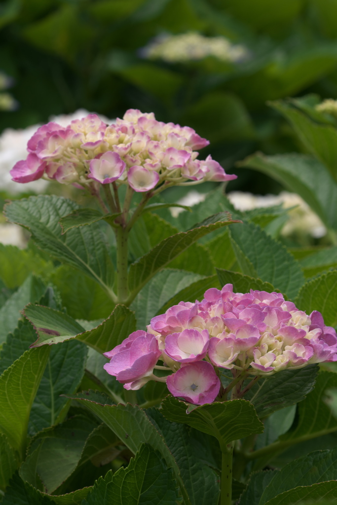 紫陽花ｰ5